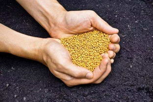 如何科學(xué)施肥，有效提升化肥利用率